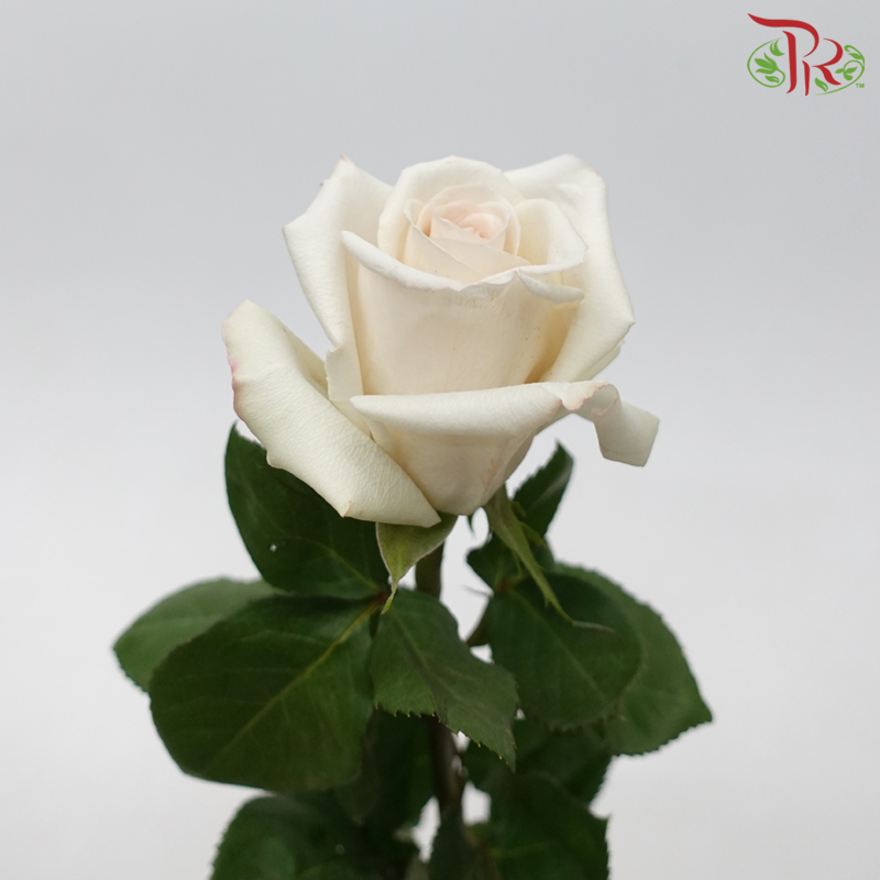 Star (50cm) - Rose Sand Castle (25 Stems)-Sand Castle-Ecd-prflorist.com.my