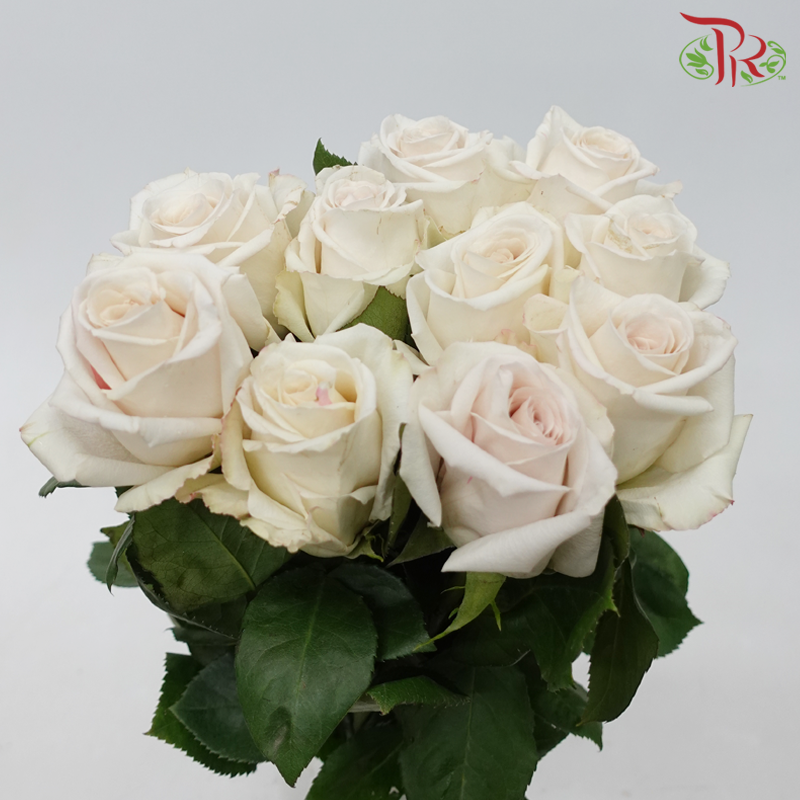 Star (50cm) - Rose Sand Castle (25 Stems)-Sand Castle-Ecd-prflorist.com.my