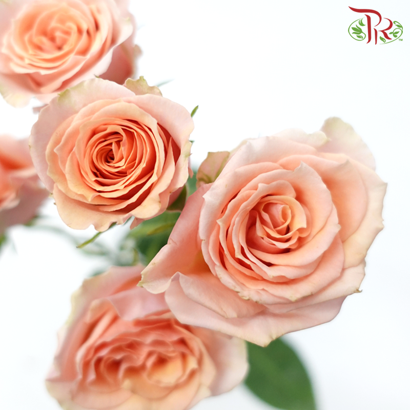 Star (50cm) - Rose SP Baby Rosever (10 Stems)-Peach-Ecd-prflorist.com.my
