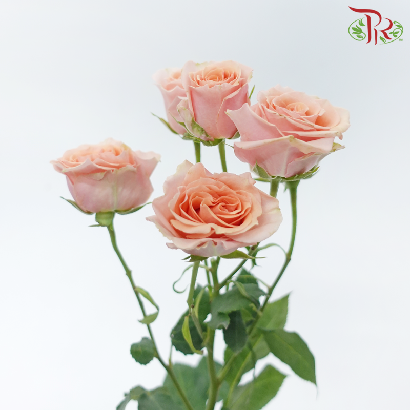 Star (50cm) - Rose SP Baby Rosever (10 Stems)-Peach-Ecd-prflorist.com.my