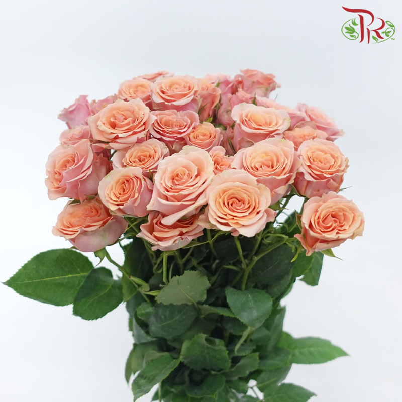 Star (50cm) - Rose SP Baby Rosever (10 Stems)-Peach-Ecd-prflorist.com.my