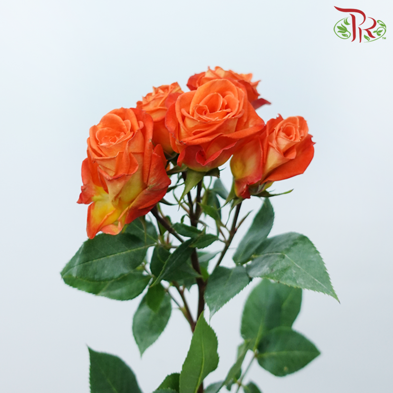 Star (50cm) - Rose SP King Bubbles (10 Stems)-Orange-Ecd-prflorist.com.my