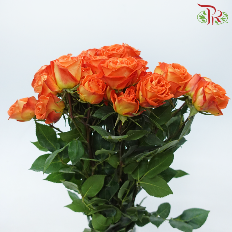 Star (50cm) - Rose SP King Bubbles (10 Stems)-Orange-Ecd-prflorist.com.my
