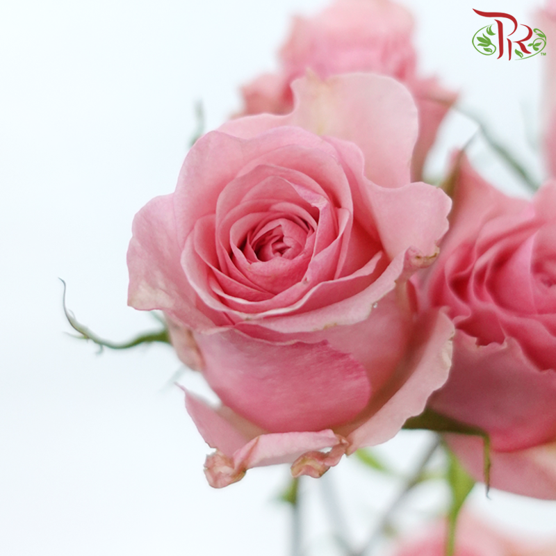 Star (50cm) - Rose SP Mistery Blossoms (10 Stems)-Pink-Ecd-prflorist.com.my