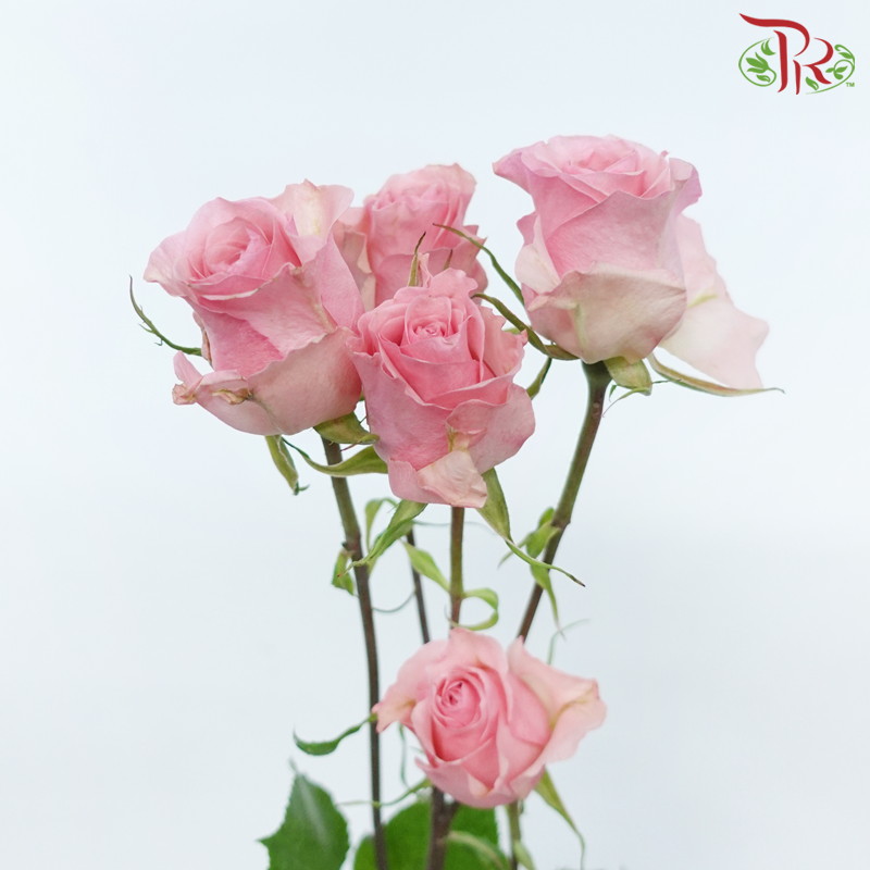 Star (50cm) - Rose SP Mistery Blossoms (10 Stems)-Pink-Ecd-prflorist.com.my