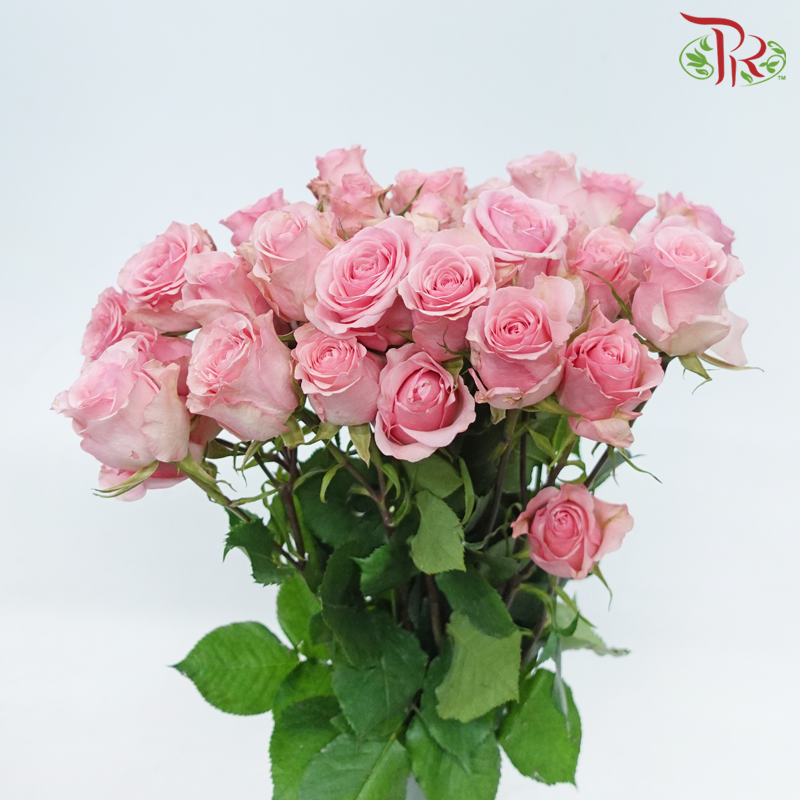 Star (50cm) - Rose SP Mistery Blossoms (10 Stems)-Pink-Ecd-prflorist.com.my