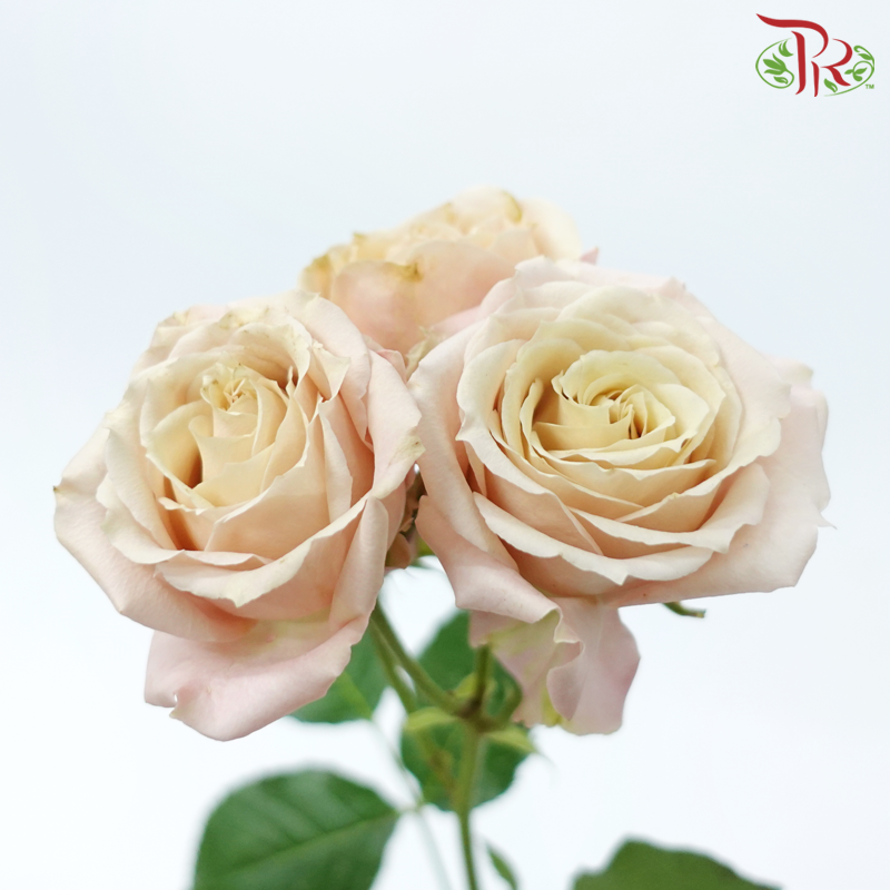 Star (50cm) - Rose SP Sahara Sensation (10 Stems)-Light Pink With Beige Heart-Ecd-prflorist.com.my