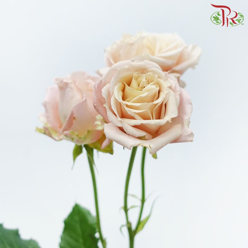 Star (50cm) - Rose SP Sahara Sensation (10 Stems)-Light Pink With Beige Heart-Ecd-prflorist.com.my