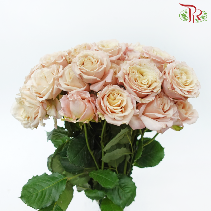 Star (50cm) - Rose SP Sahara Sensation (10 Stems)-Light Pink With Beige Heart-Ecd-prflorist.com.my