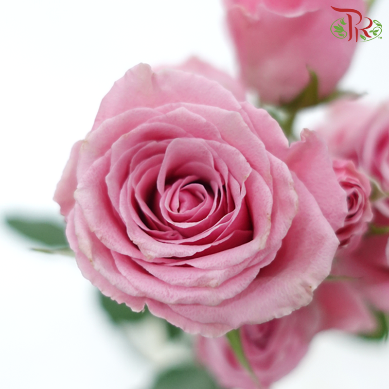 Star (50cm) - Rose SP Suspiro (10 Stems)-Pink-Ecd-prflorist.com.my