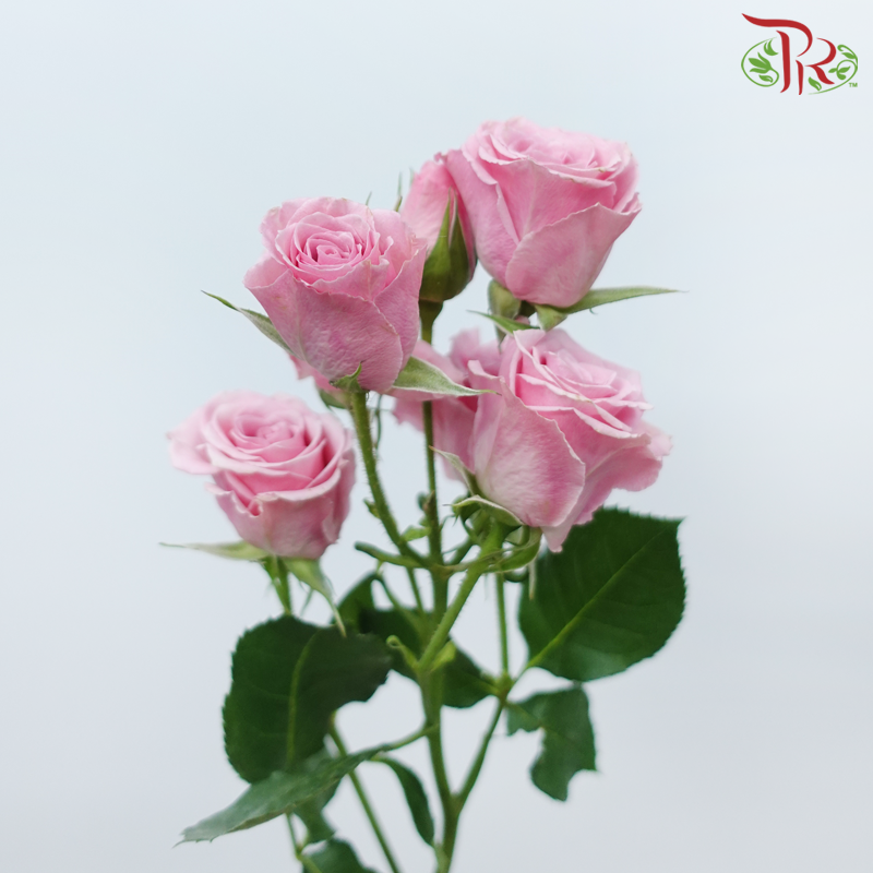Star (50cm) - Rose SP Suspiro (10 Stems)-Pink-Ecd-prflorist.com.my