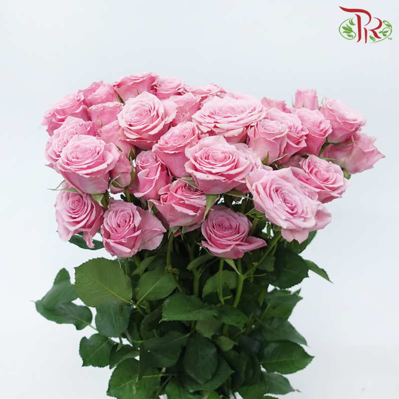 Star (50cm) - Rose SP Suspiro (10 Stems)-Pink-Ecd-prflorist.com.my