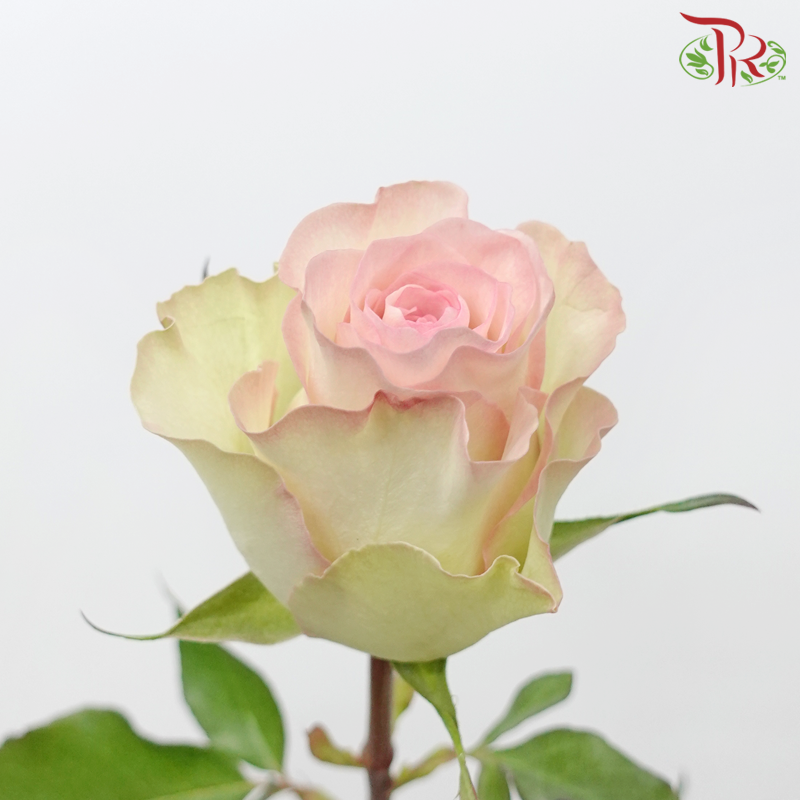 Star (50cm) - Rose Swan (25 Stems)-Swan-Ecd-prflorist.com.my