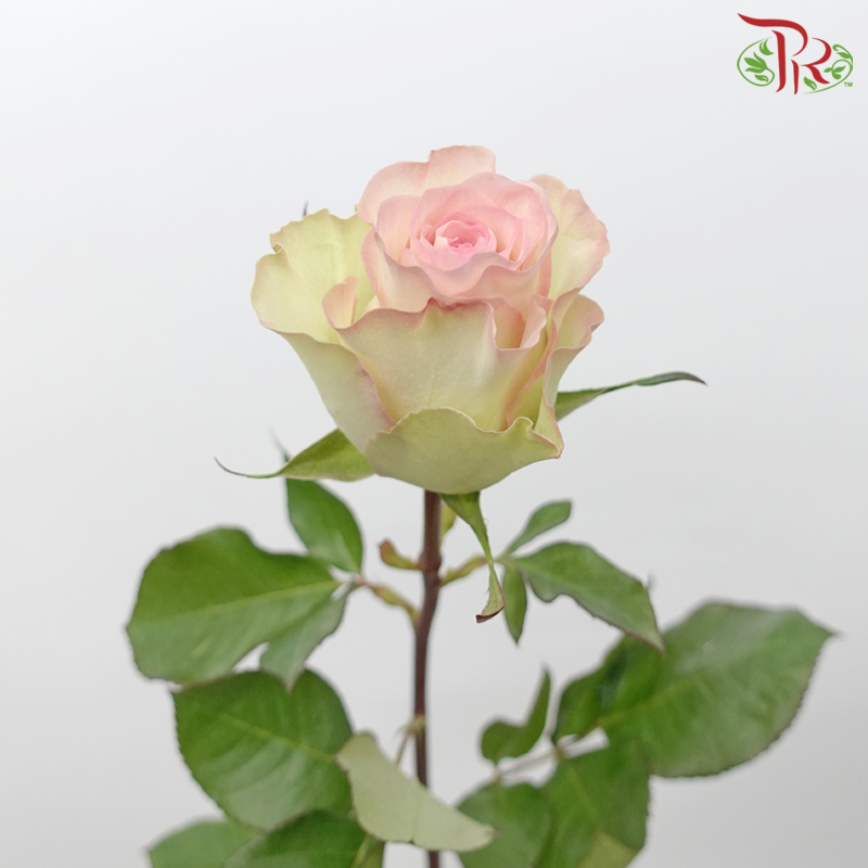 Star (50cm) - Rose Swan (25 Stems)-Swan-Ecd-prflorist.com.my