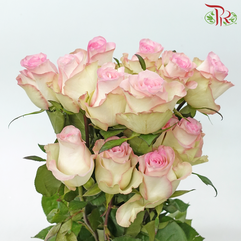 Star (50cm) - Rose Swan (25 Stems)-Swan-Ecd-prflorist.com.my