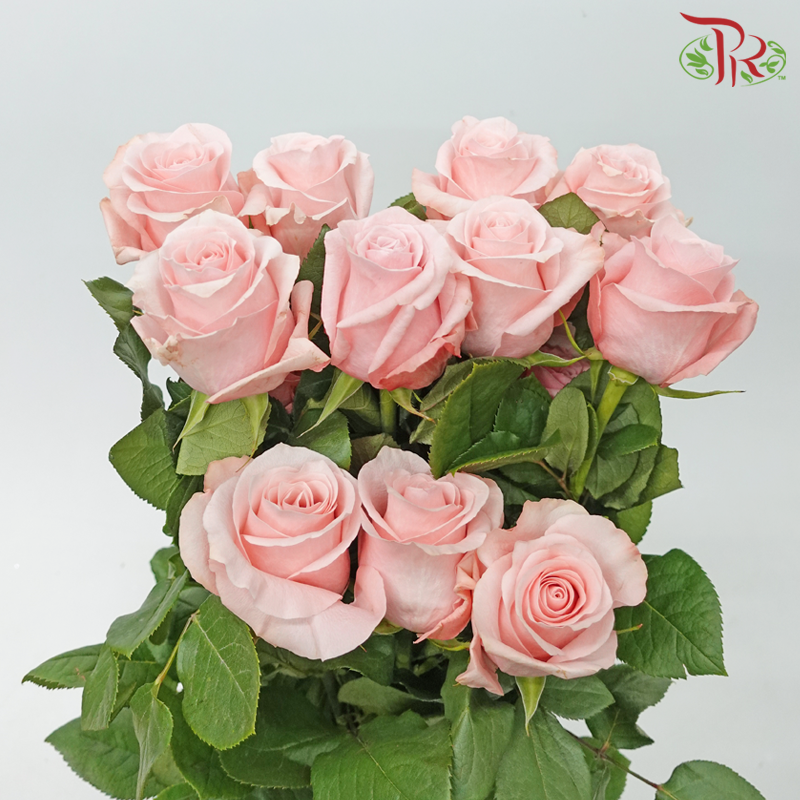 Star (60cm) - Rose Be Sweet (25 Stems)-Be Sweet-Ecd-prflorist.com.my