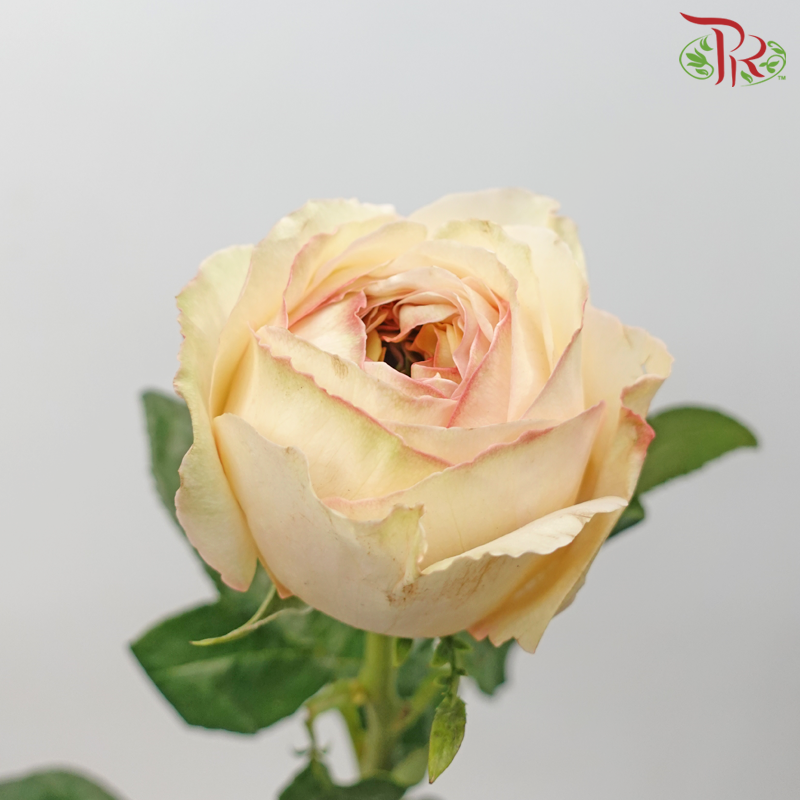 Star (60cm) - Rose Cream X-pression (25 Stems)-Cream X-pression-Ecd-prflorist.com.my