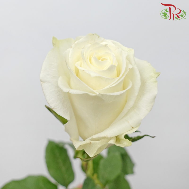 Star (60cm) - Rose High Light (25 Stems)-High Light-Ecd-prflorist.com.my