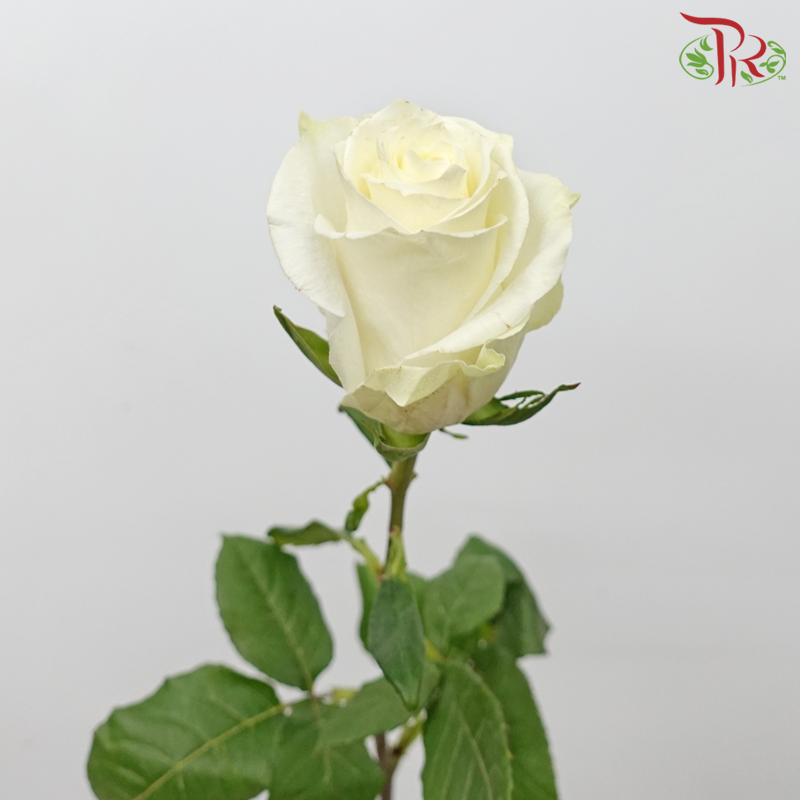 Star (60cm) - Rose High Light (25 Stems)-High Light-Ecd-prflorist.com.my
