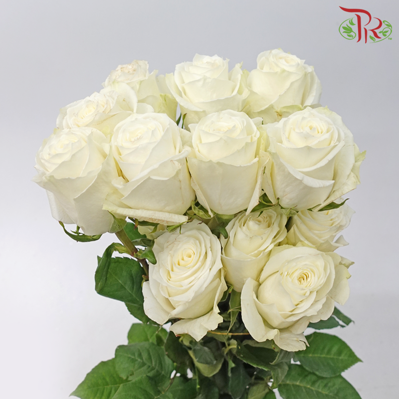Star (60cm) - Rose High Light (25 Stems)-High Light-Ecd-prflorist.com.my
