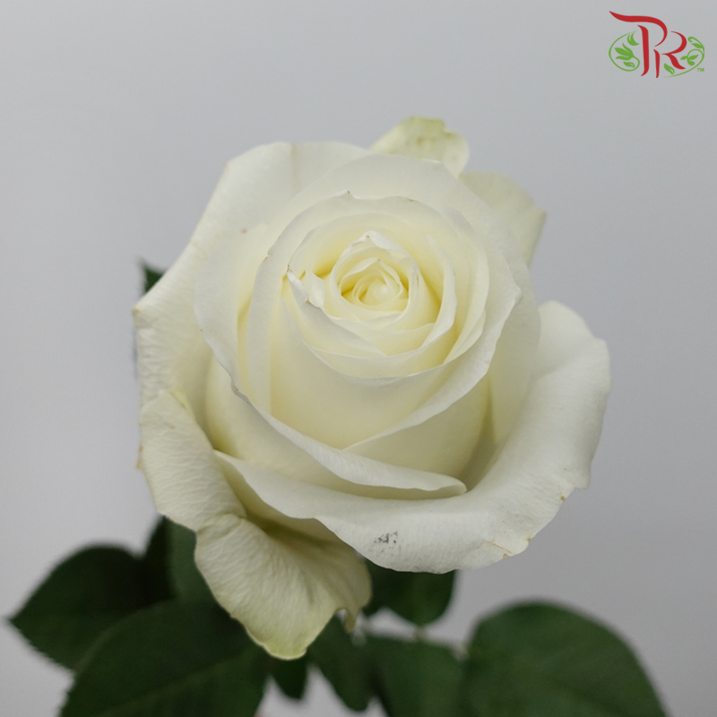 Star (60cm) - Rose Proud (25 Stems)-Proud-Ecd-prflorist.com.my