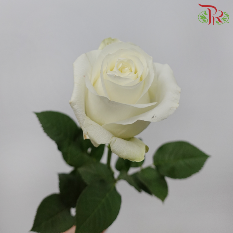 Star (60cm) - Rose Proud (25 Stems)-Proud-Ecd-prflorist.com.my