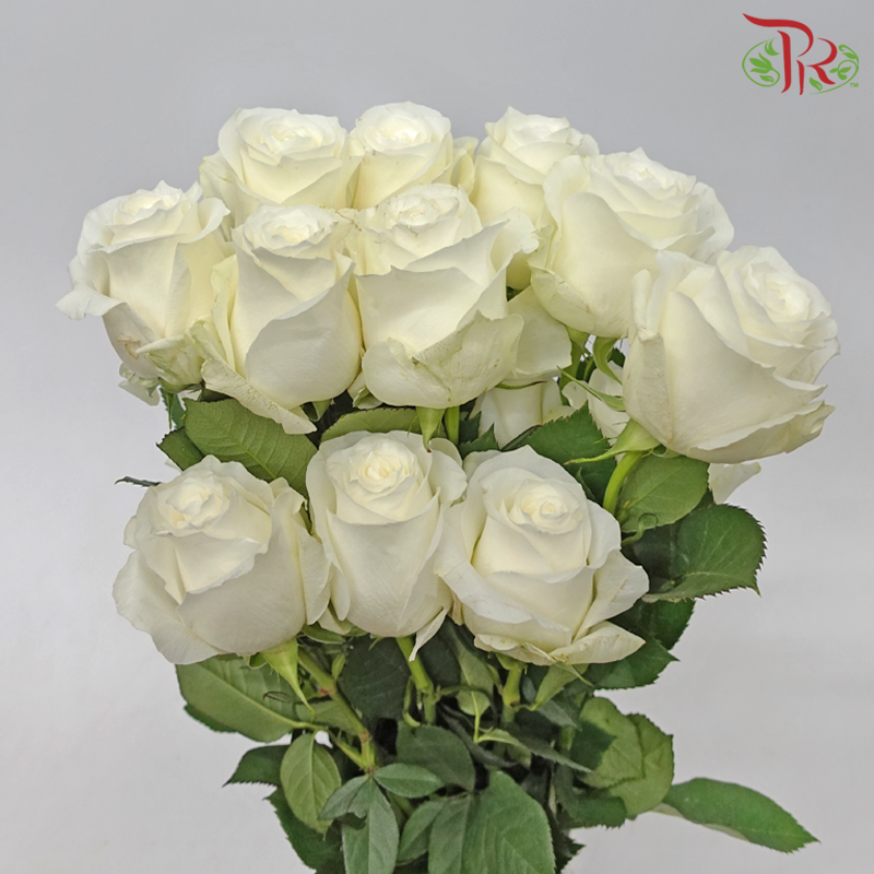 Star (60cm) - Rose Proud (25 Stems)-Proud-Ecd-prflorist.com.my
