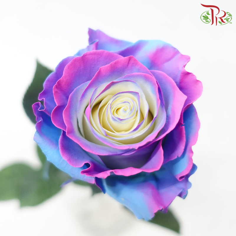 Star Rose - Charming Star 2 (10 Stems)-Mixed Blue With Pink & Purple-Ecd-prflorist.com.my