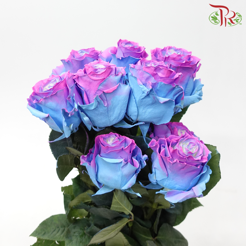 Star Rose - Charming Star 2 (10 Stems)-Mixed Blue With Pink & Purple-Ecd-prflorist.com.my