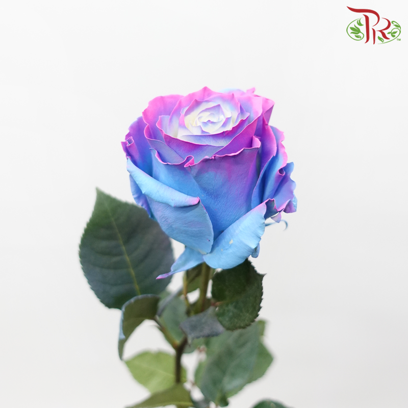 Star Rose - Charming Star 2 (10 Stems)-Mixed Blue With Pink & Purple-Ecd-prflorist.com.my