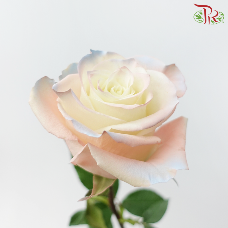 Star Rose - Cute Star 2 (10 Stems)-Ecd-prflorist.com.my