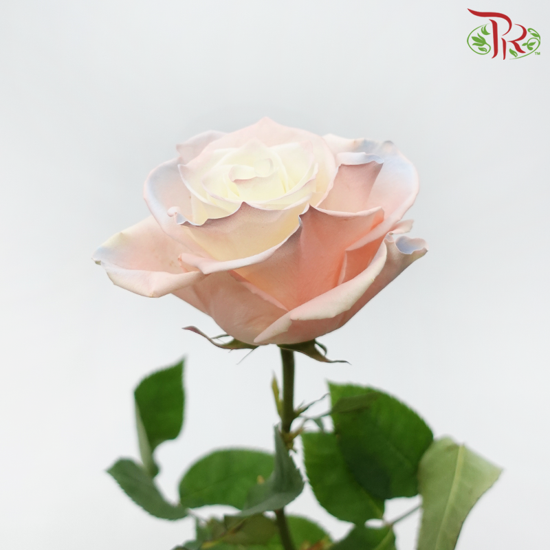 Star Rose - Cute Star 2 (10 Stems)-Ecd-prflorist.com.my