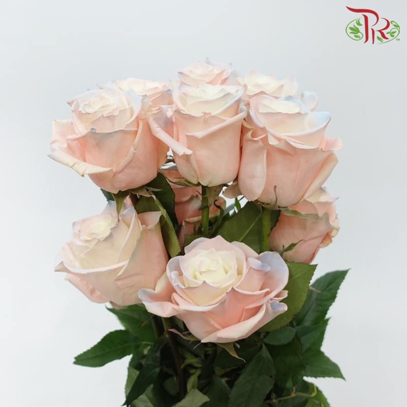 Star Rose - Cute Star 2 (10 Stems)-Ecd-prflorist.com.my