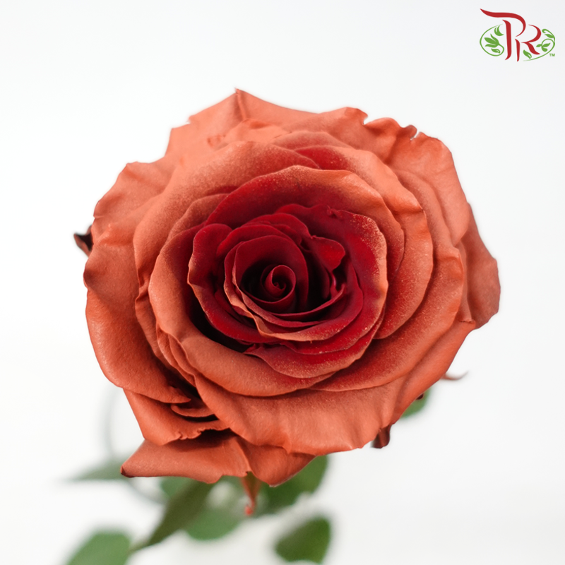 Star Rose - Fall 12 (5 Stems / 10 Stems)-Brown / Red-Ecd-prflorist.com.my