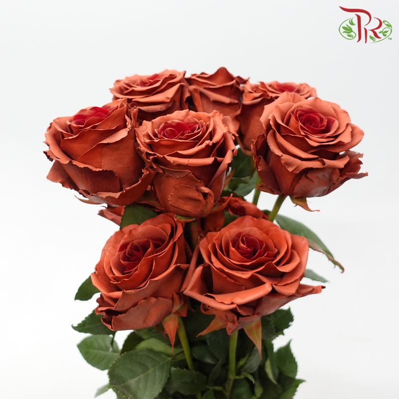 Star Rose - Fall 12 (5 Stems / 10 Stems)-Brown / Red-Ecd-prflorist.com.my