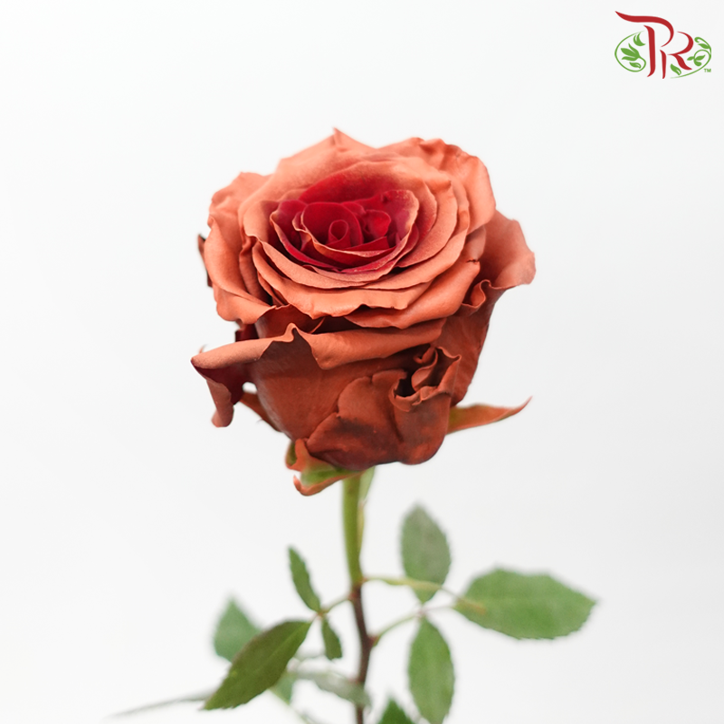 Star Rose - Fall 12 (5 Stems / 10 Stems)-Brown / Red-Ecd-prflorist.com.my