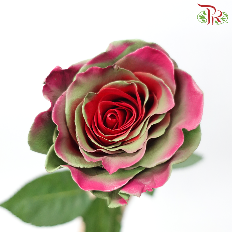Star Rose - Fall 19 (5 Stems/10 Stems)-Green With Pink & Red-Ecd-prflorist.com.my