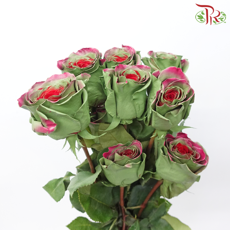 Star Rose - Fall 19 (5 Stems/10 Stems)-Green With Pink & Red-Ecd-prflorist.com.my