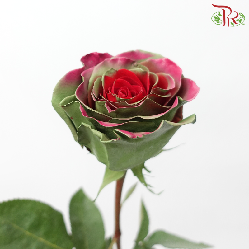 Star Rose - Fall 19 (5 Stems/10 Stems)-Green With Pink & Red-Ecd-prflorist.com.my
