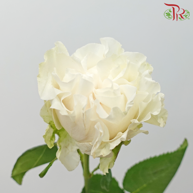 Star Rose Garden - Cotton X-Pression (10 Stems)-Cotton X-pression-Ecd-prflorist.com.my