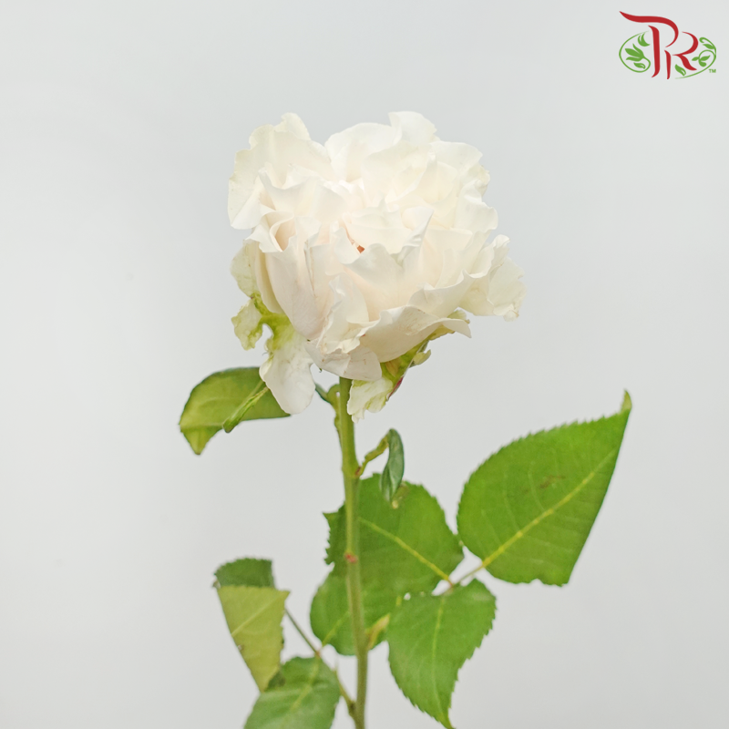Star Rose Garden - Cotton X-Pression (10 Stems)-Cotton X-pression-Ecd-prflorist.com.my