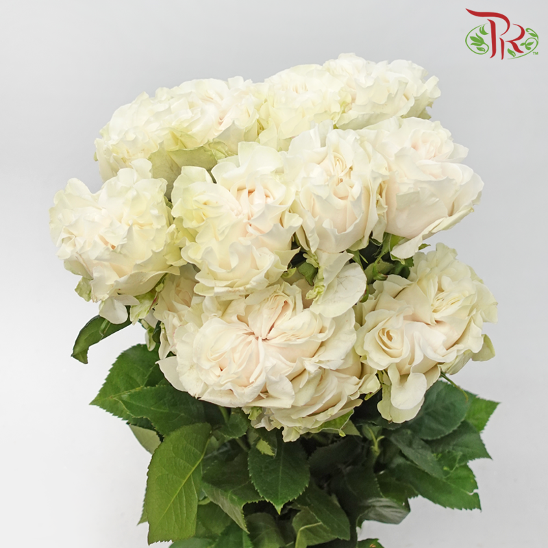 Star Rose Garden - Cotton X-Pression (10 Stems)-Cotton X-pression-Ecd-prflorist.com.my