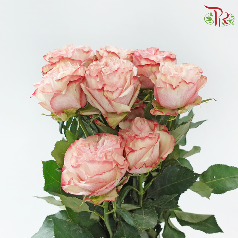 Star Rose Garden - Country Candy (10 Stems)-Ecd-prflorist.com.my