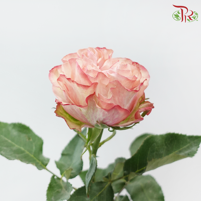 Star Rose Garden - Country Candy (10 Stems)-Ecd-prflorist.com.my