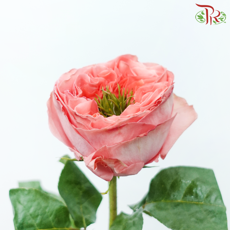 Star Rose Garden - Mandarin X-Pression (10 Stems)-Mandarin X-pression-Ecd-prflorist.com.my