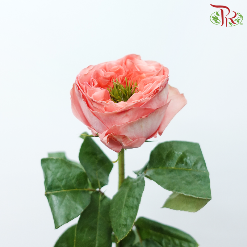 Star Rose Garden - Mandarin X-Pression (10 Stems)-Mandarin X-pression-Ecd-prflorist.com.my