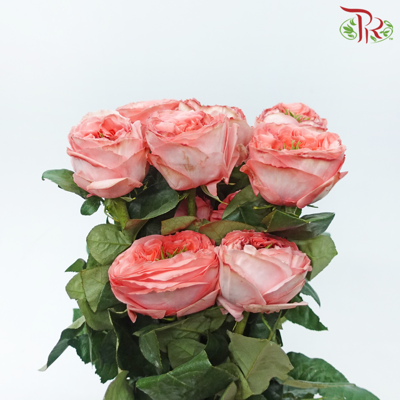 Star Rose Garden - Mandarin X-Pression (10 Stems)-Mandarin X-pression-Ecd-prflorist.com.my