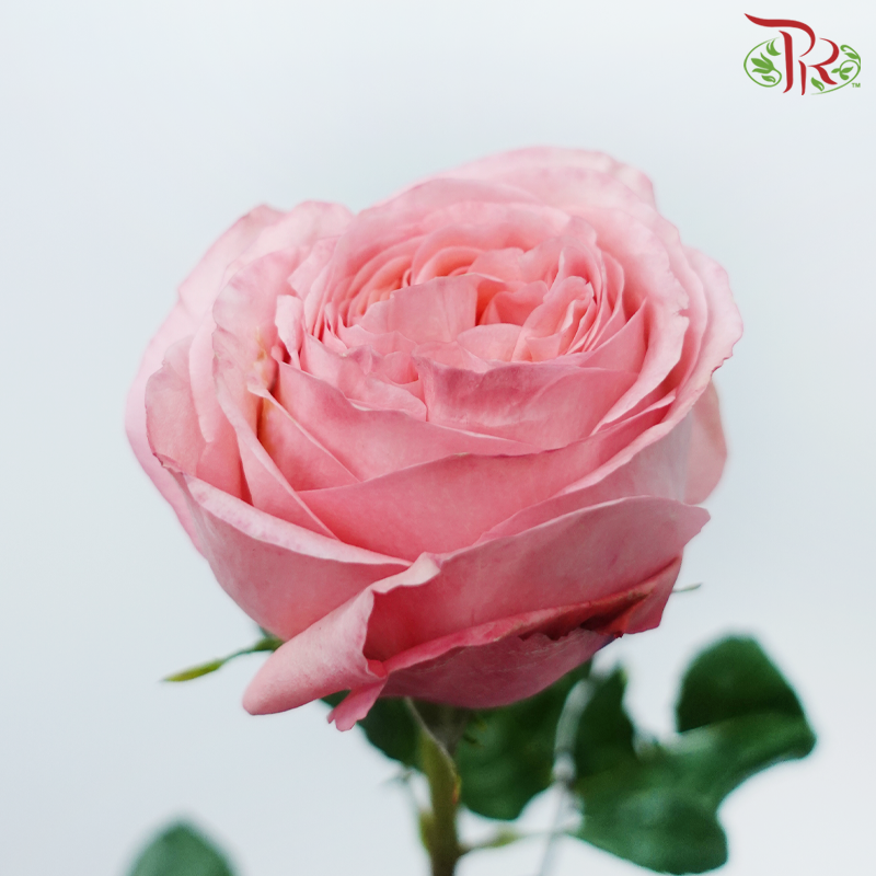 Star Rose Garden - Pink X-Pression (10 Stems)-Pink X-pression-Ecd-prflorist.com.my