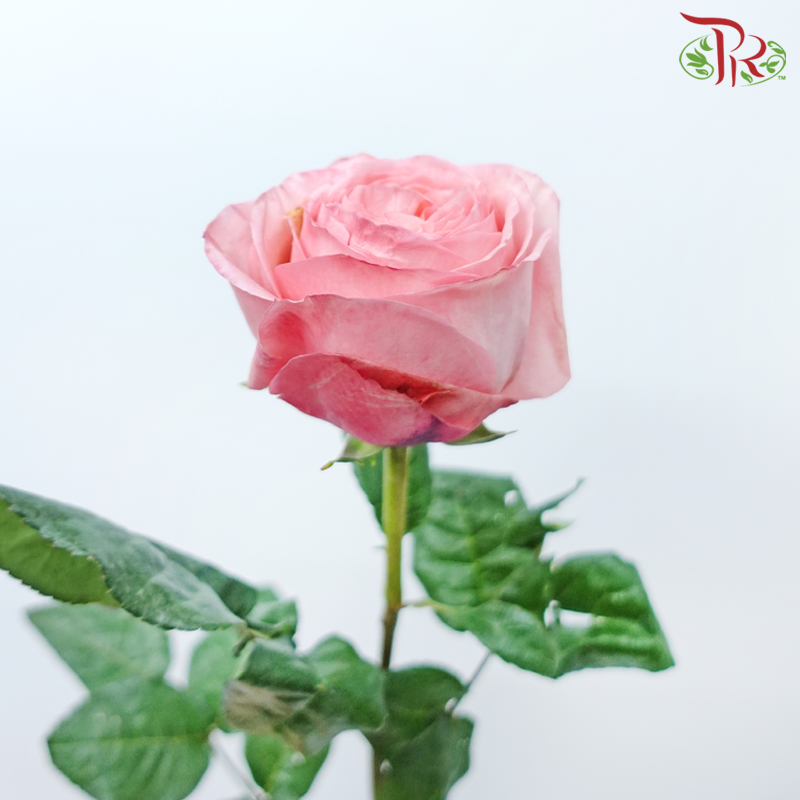 Star Rose Garden - Pink X-Pression (10 Stems)-Pink X-pression-Ecd-prflorist.com.my