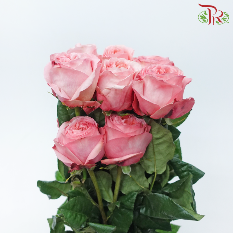 Star Rose Garden - Pink X-Pression (10 Stems)-Pink X-pression-Ecd-prflorist.com.my